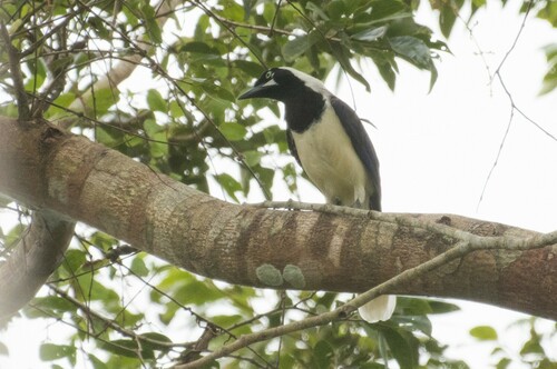 Cayenne Jay (Cyanocorax cayanus), photo 6