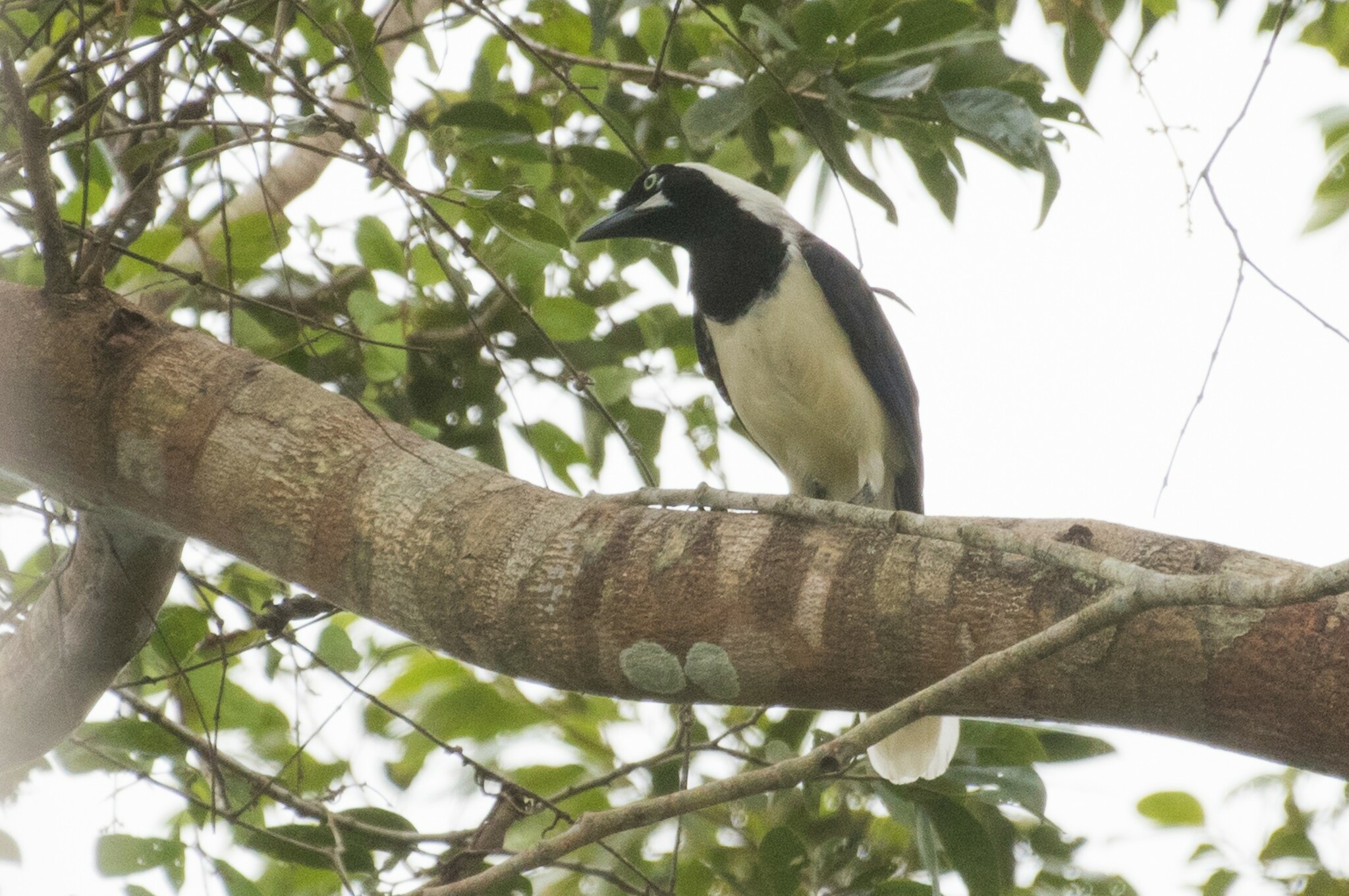 Cayenne Jay (Cyanocorax cayanus), photo 4