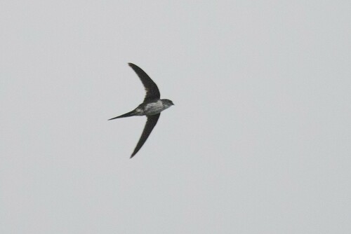 Fork-tailed Palm Swift (Tachornis squamata), photo 10