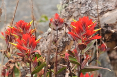 Castilleja miniata dixonii