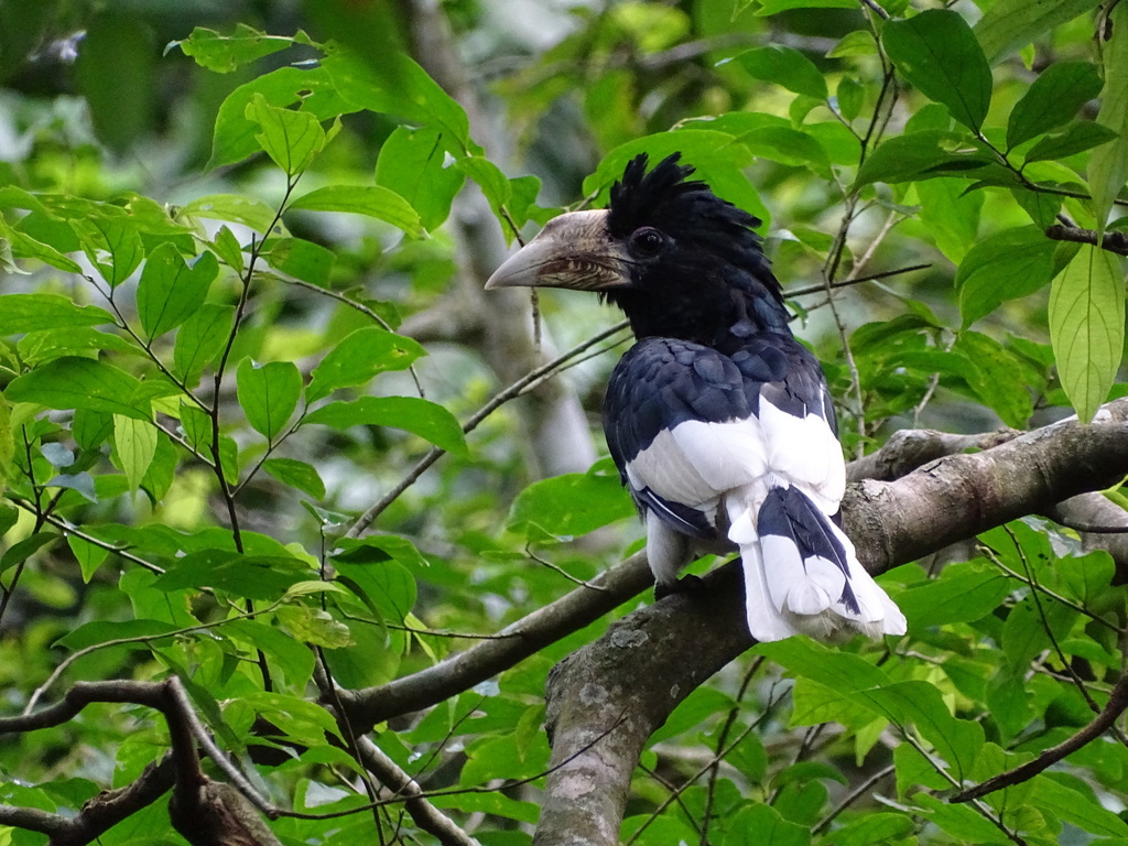Piping Hornbill