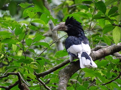 Piping Hornbill photo 1