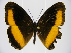 Eurytela alinda