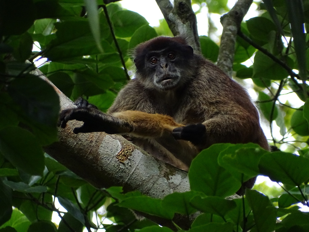 Oustalet's Red Colobus