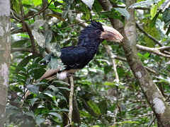 Piping Hornbill photo 2