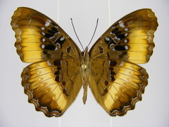 Eurytela alinda