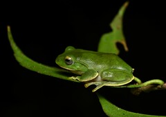 Anhui Tree Frog photo 2
