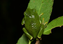 Anhui Tree Frog photo 3
