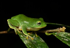 Anhui Tree Frog photo 1
