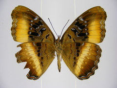 Eurytela alinda