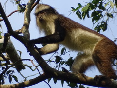 Dent's Monkey photo 1