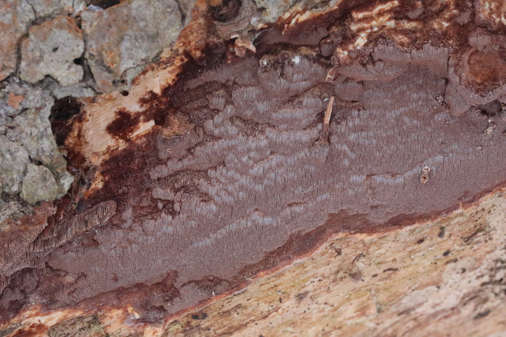 Phellinidium ferrugineofuscum from Судиславский рн, Костромская обл