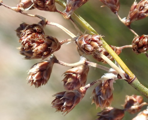 Image of Kouga Fountainreed (Cannomois scirpoides) by (c) Nicola van Berkel, some rights reserved (CC BY-SA)
