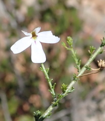 Jamesbrittenia aspalathoides