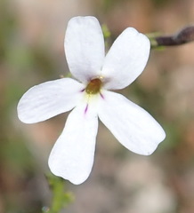 Jamesbrittenia aspalathoides