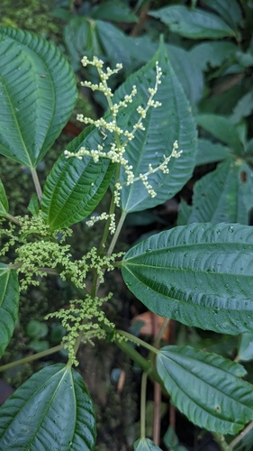 Image of Three-Vein Clearweed (Pilea melastomoides) by (c) Cheng-Te Hsu, some rights reserved (CC BY)