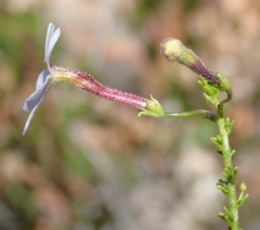 Jamesbrittenia aspalathoides
