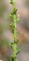 Jamesbrittenia aspalathoides