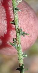 Jamesbrittenia aspalathoides