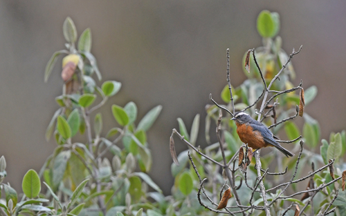 White-browed Conebill (Conirostrum ferrugineiventre), photo 8