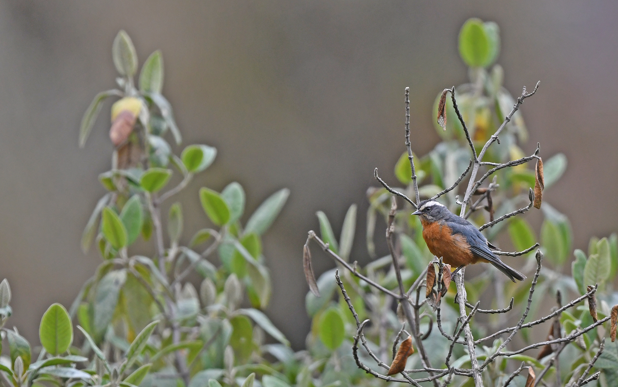 White-browed Conebill (Conirostrum ferrugineiventre), photo 7