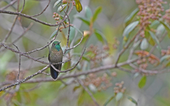 Scaled Metaltail photo 4