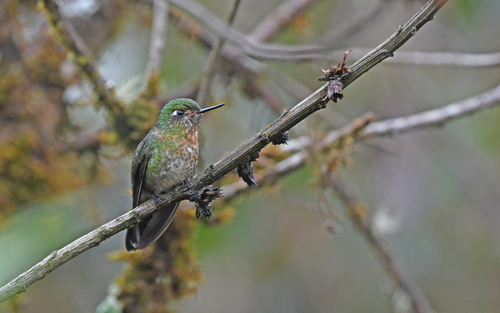 Scaled Metaltail