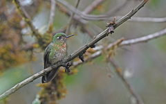 Scaled Metaltail photo 3