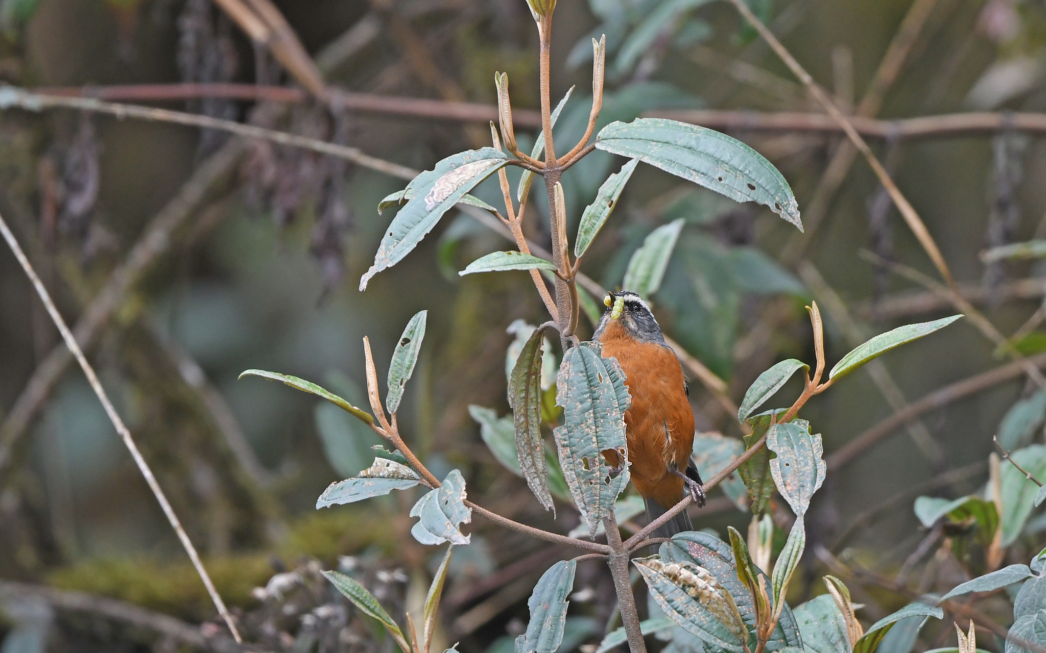 White-browed Conebill (Conirostrum ferrugineiventre), photo 2