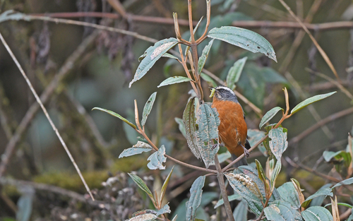 White-browed Conebill (Conirostrum ferrugineiventre), photo 3