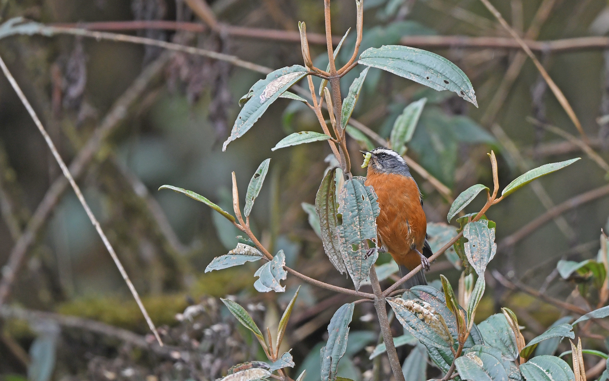 White-browed Conebill (Conirostrum ferrugineiventre), photo 3