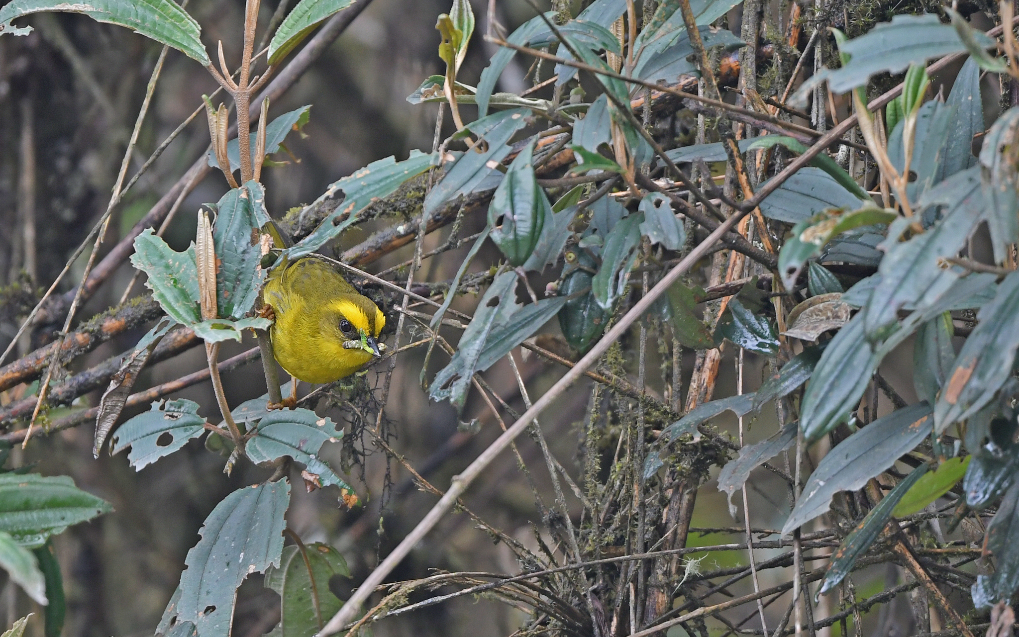 Citrine Warbler (Myiothlypis luteoviridis), photo 8