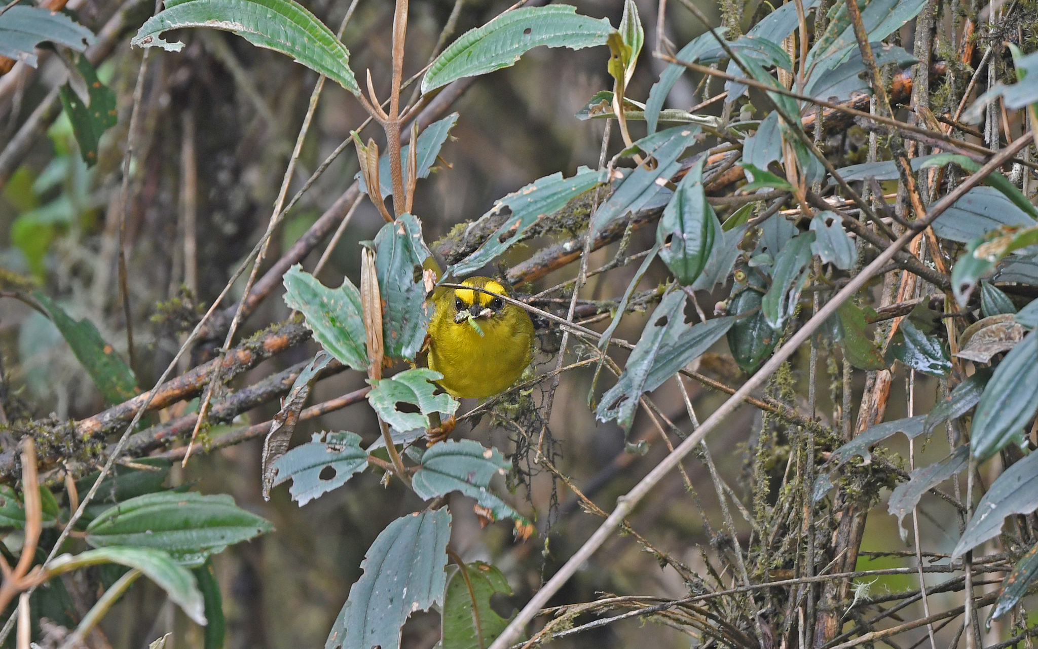 Citrine Warbler (Myiothlypis luteoviridis), photo 7
