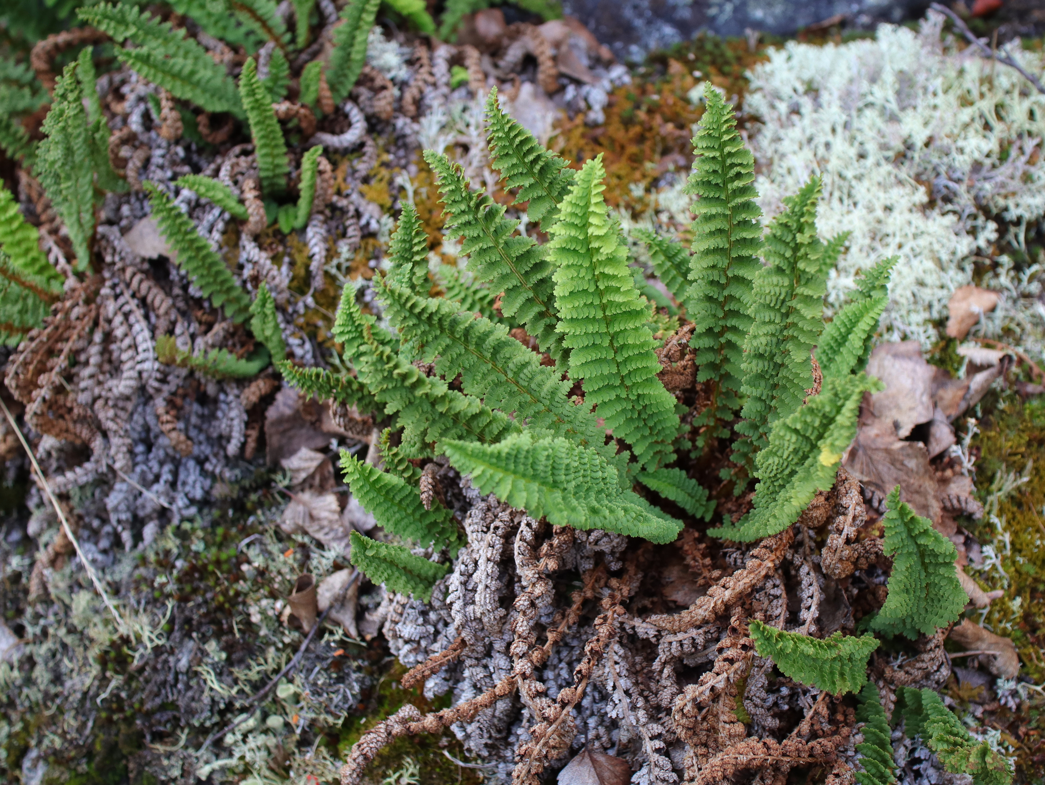 Dryopteris fragrans