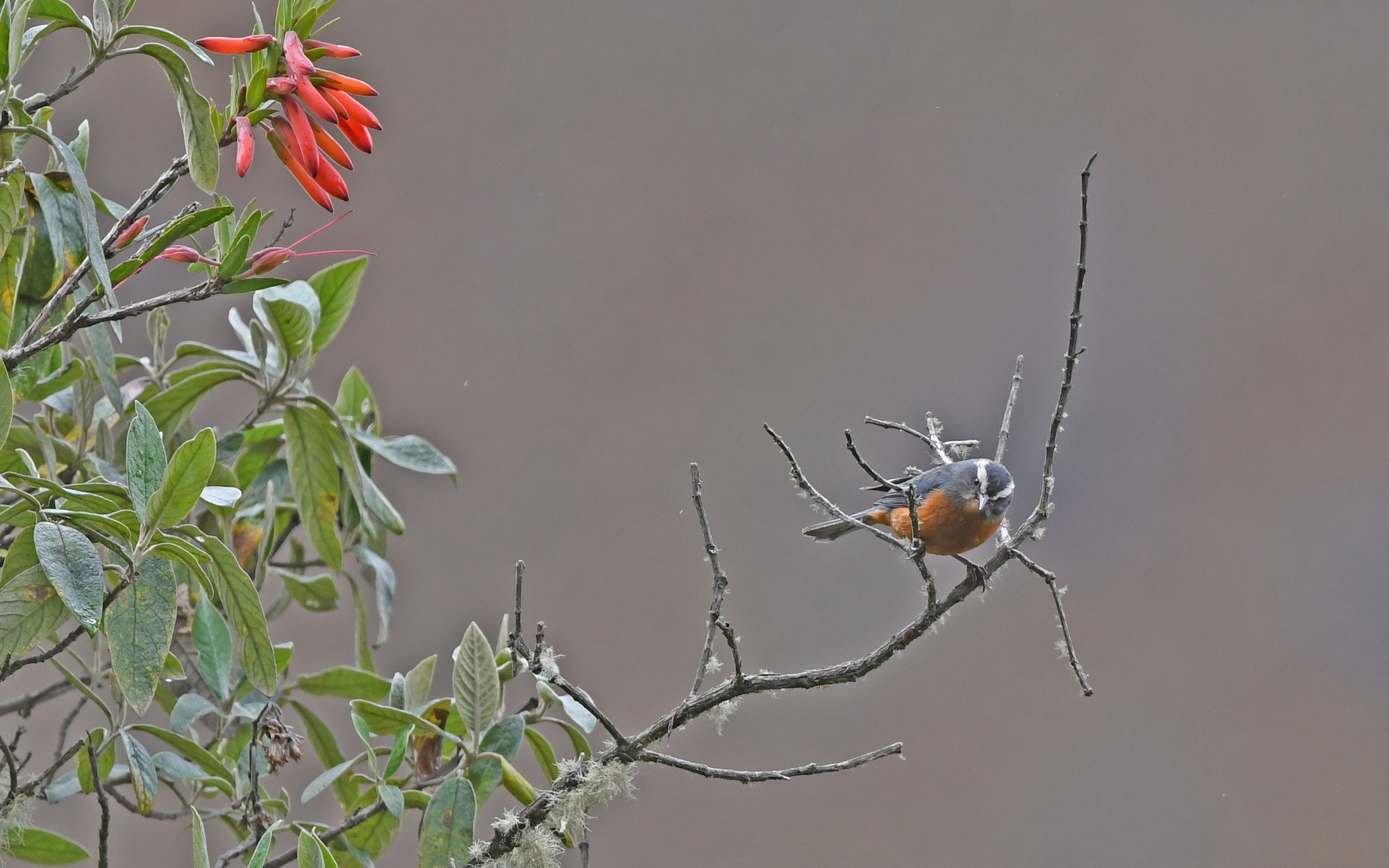 White-browed Conebill (Conirostrum ferrugineiventre), photo 6
