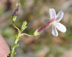 Jamesbrittenia aspalathoides