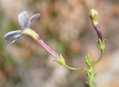 Jamesbrittenia aspalathoides