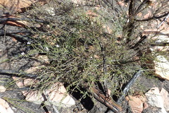Jamesbrittenia aspalathoides