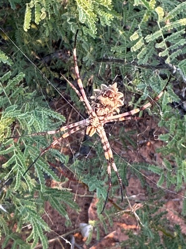 Argiope sector