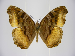 Eurytela dryope angulata