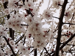Prunus