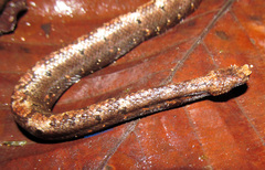 Trachyboa boulengeri