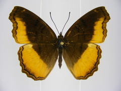 Eurytela dryope angulata
