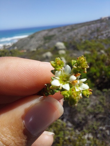Limestone Bitterbuchu (Diosma guthriei)