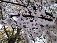 Prunus