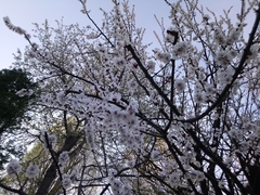 Prunus