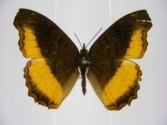 Eurytela dryope angulata