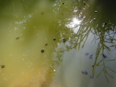 Osteopilus dominicensis