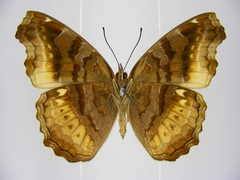 Eurytela dryope angulata