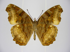 Eurytela dryope angulata